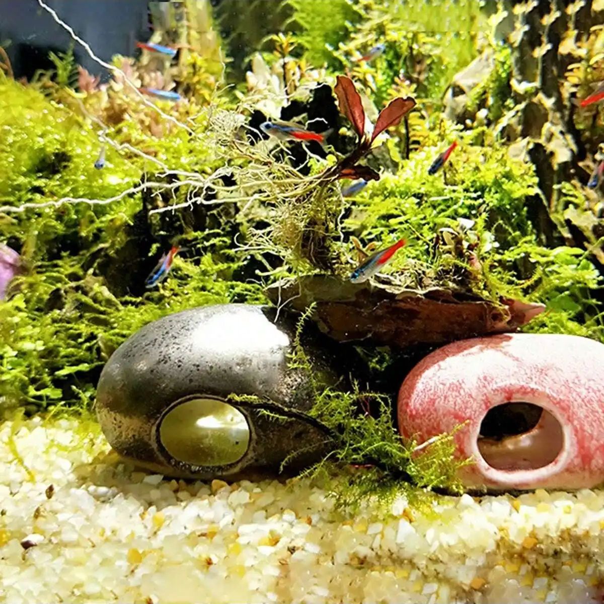 1 قطعة-250 جرام بلورات الطبيعي - مراجعة Planted Aquarium With Sand وسعره