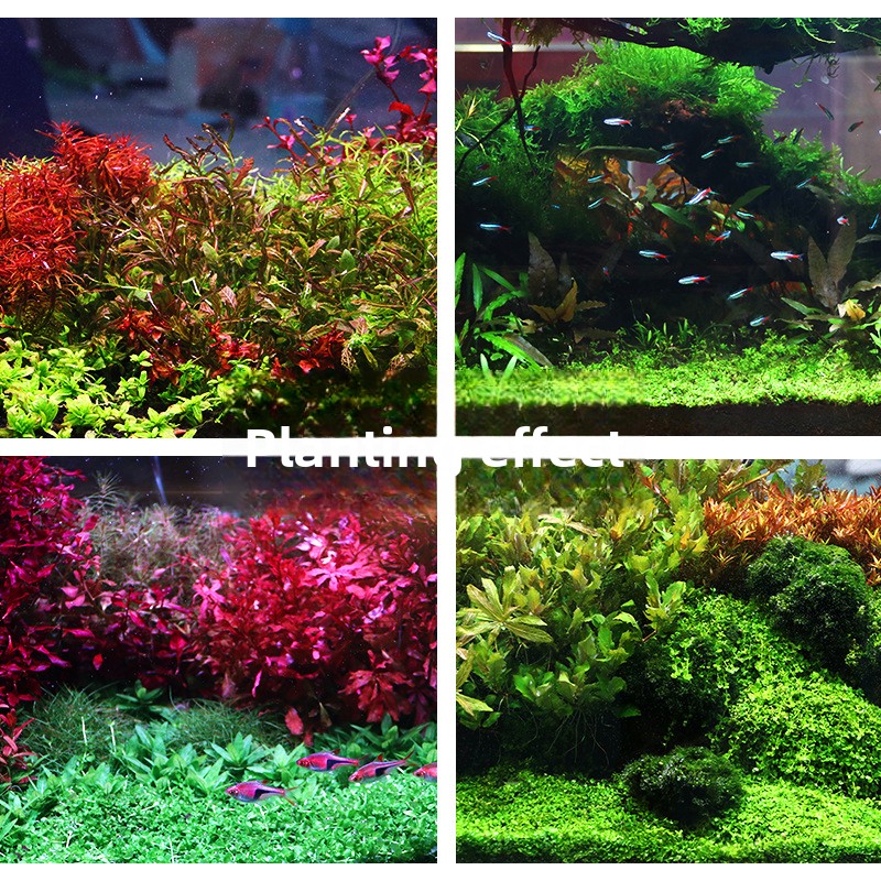 رمل حوض السمك المزروع من SYSEN - مراجعة Planted Aquarium With Sand وسعره