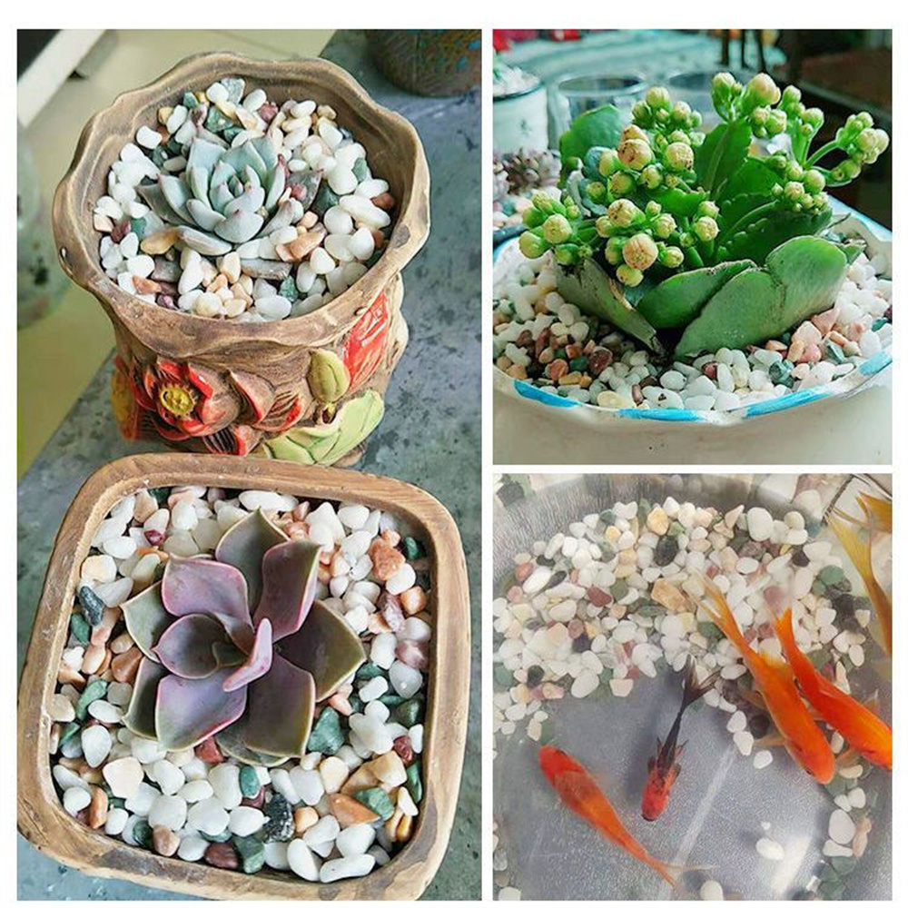50/100 جرام بلورات طبيعية الحص - مراجعة Planted Aquarium With Sand وسعره