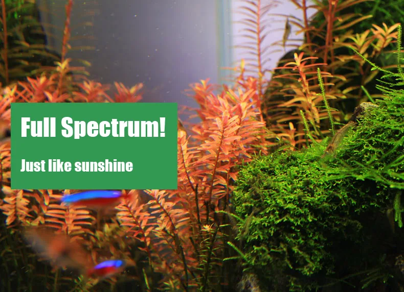 Chihiros C Series ADA Style Pl - مراجعة Aquarium Plant Ornament وسعره