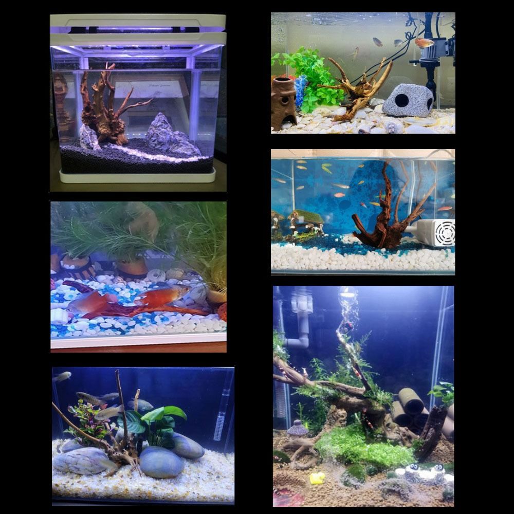 شجرة طبيعية جذع حوض السمك الدي - مراجعة Aquarium Planted Tree وسعره