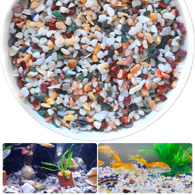 حصى طبيعي 200~1000 جرام لتزيين - مراجعة Planted Aquarium With Sand وسعره
