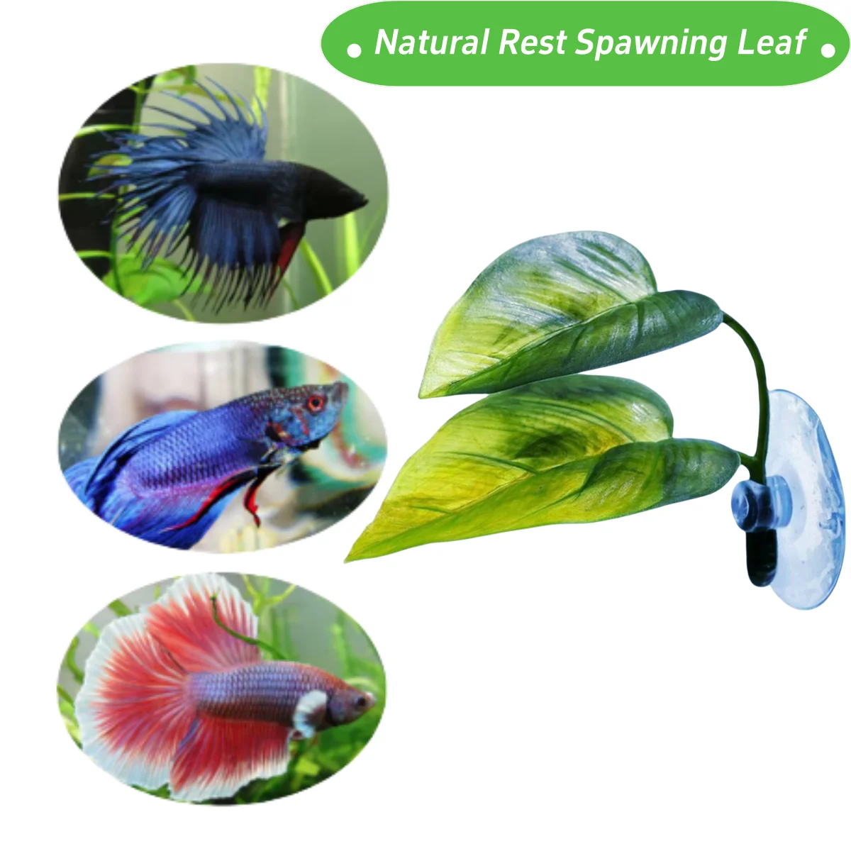 الحيوانات الأليفة خزان الأسماك - مراجعة Aquarium Planted Tree وسعره