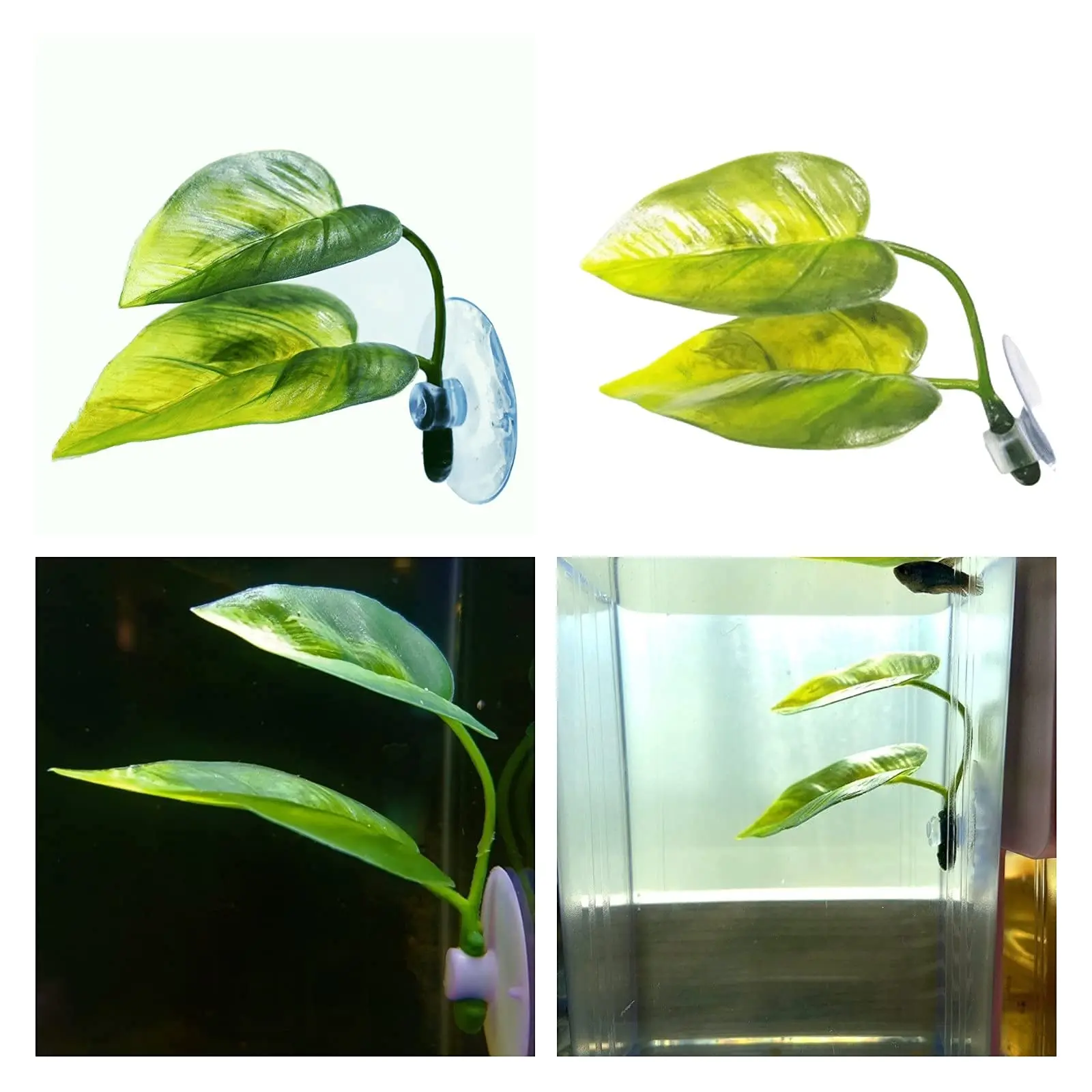 الحيوانات الأليفة خزان الأسماك - مراجعة Aquarium Planted Tree وسعره