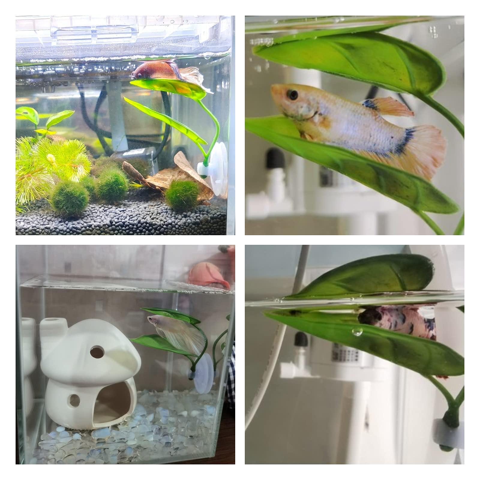 الحيوانات الأليفة خزان الأسماك - مراجعة Aquarium Planted Tree وسعره