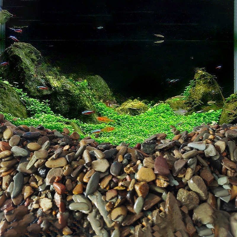 حصى نهري لتزيين قاع أحواض السم - مراجعة Planted Aquarium With Sand وسعره