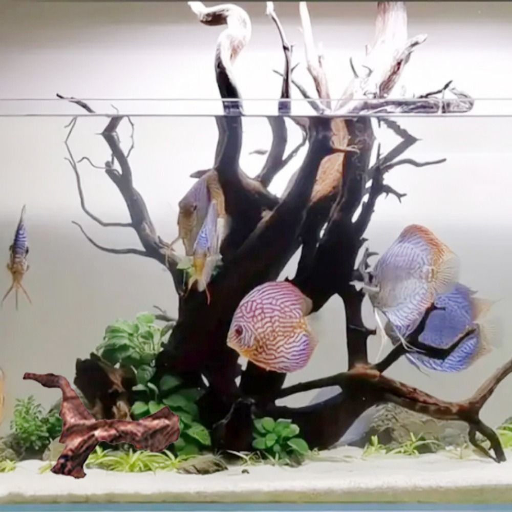 جذور شجرة الأناناس الطبيعية ال - مراجعة Aquarium Planted Tree وسعره