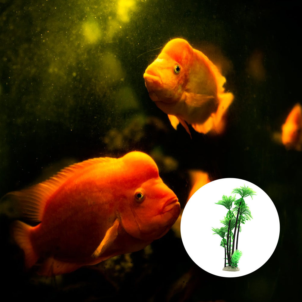 قطعة واحدة من شجرة جوز الهند ا - مراجعة Aquarium Planted Tree وسعره
